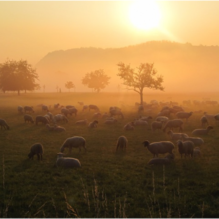 Größeres Bild ansehen